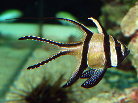 Смотреть фото Тюлевый апогон Фото Тюлевый апогон