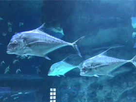 Фото Рыба-философ