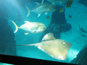 Смотреть фото Большой каранкс Фото Большой каранкс