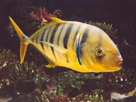 Смотреть фото Золотой каранкс Фото Золотой каранкс