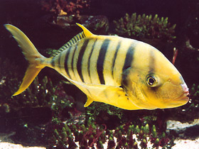 Смотреть фото Золотой каранкс Фото Золотой каранкс