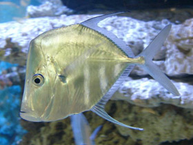 Смотреть фото Обыкновенная селена Фото Обыкновенная селена