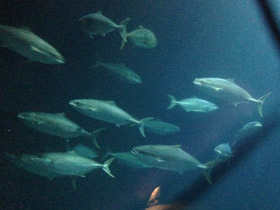 Смотреть фото Большая сериола Фото Большая сериола