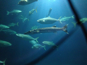 Смотреть фото Большая сериола Фото Большая сериола