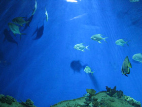 Смотреть фото Тупорылый помпано Фото Тупорылый помпано