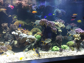 Смотреть фото Тупорылый помпано Фото Тупорылый помпано