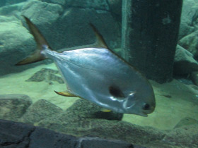 Смотреть фото Круглый помпано Фото Круглый помпано