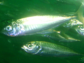 Фото Обыкновенная ставрида