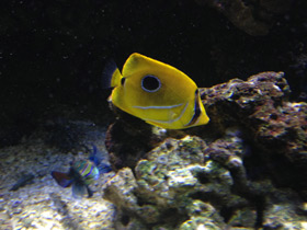 Смотреть фото Бабочка Беннетта Фото Бабочка Беннетта