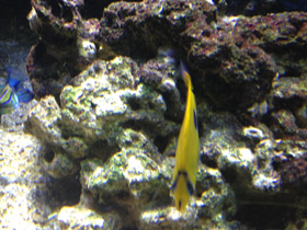 Смотреть фото Бабочка Беннетта Фото Бабочка Беннетта