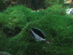 Смотреть фото Бабочка бургесса Фото Бабочка бургесса