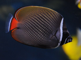 Фото Пакистанская рыба-бабочка