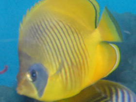 Фото Масковая рыба-бабочка