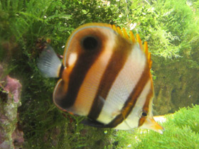 Смотреть фото Черноплавничная бабочка-пинцет Фото Черноплавничная бабочка-пинцет