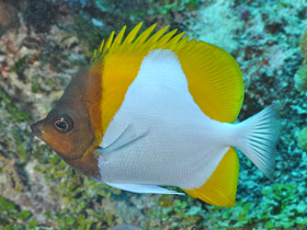 Фото Пирамидальный гемитаурихт