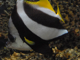 Фото Белоперая кабуба