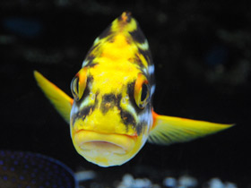 Смотреть фото Полосатый гатерин Фото Полосатый гатерин