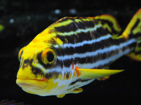 Смотреть фото Полосатый гатерин Фото Полосатый гатерин