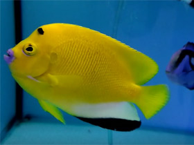 Фото Синегубый ангел