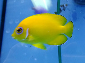 Смотреть фото Лимонный центропиг Фото Лимонный центропиг