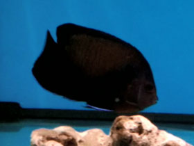 Смотреть фото Центропиг нокс Фото Центропиг нокс