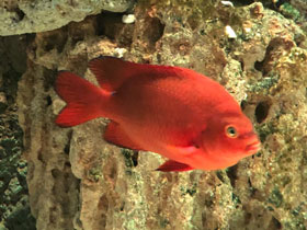 Фото Гарибальдия