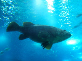 Смотреть фото Индоокеанский малоглазый групер Фото Индоокеанский малоглазый групер