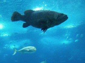 Смотреть фото Индоокеанский малоглазый групер Фото Индоокеанский малоглазый групер