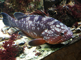 Смотреть фото Гигантский мероу Фото Гигантский мероу