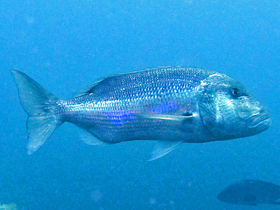 Смотреть фото Зубан Фото Зубан