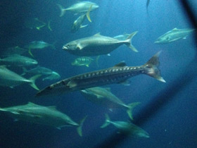 Смотреть фото Большая барракуда Фото Большая барракуда