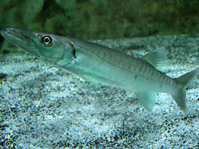 Смотреть фото Большая барракуда Фото Большая барракуда