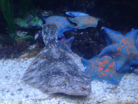 Смотреть фото Морские лежебоки. Легенды о камбале Фото Морские лежебоки. Легенды о камбале