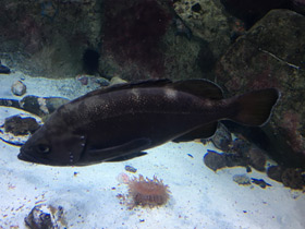 Смотреть фото Темный окунь Фото Темный окунь