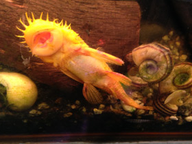 Смотреть фото Анциструс Фото Анциструс