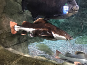 Фото Краснохвостый сом