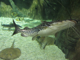 Смотреть фото Тигровая псевдоплатистома Фото Тигровая псевдоплатистома