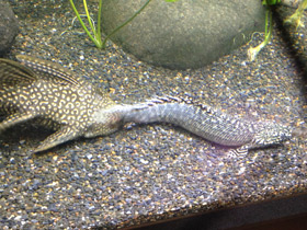 Смотреть фото Парчовый птеригоплихт Фото Парчовый птеригоплихт