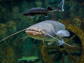 Смотреть фото Европейский сом Фото Европейский сом