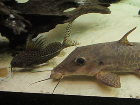 Фото Вуалевый синодонтис