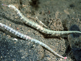 Фото Австралийская дудочка