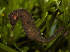 Фото Капский морской конек