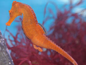 Фото Самые медлительные животные. Топ - 10