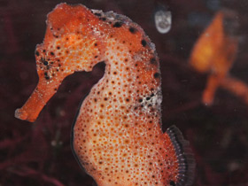 Фото Длинноносый конёк