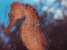 Фото Длинноносый конёк