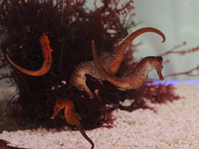 Фото Длинноносый конёк