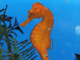 Фото Длинноносый конёк