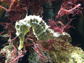 Фото Длинноносый конёк