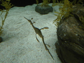 Смотреть фото Морской дракон обыкновенный Фото Морской дракон обыкновенный