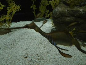 Смотреть фото Морской дракон обыкновенный Фото Морской дракон обыкновенный